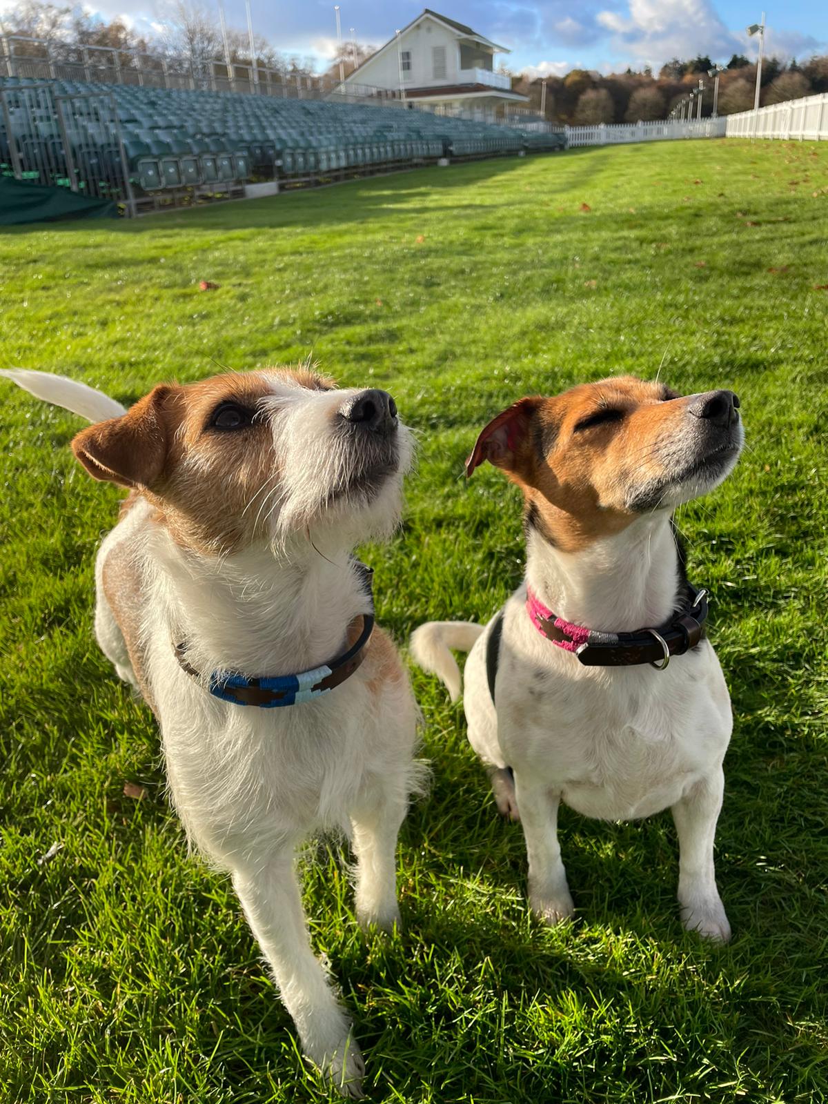 Dog Collars